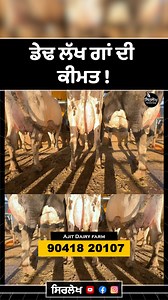 2.3K views · 28 reactions | ਡੇਢ ਲੱਖ ਗਾਂ ਦੀ ਕੀਮਤ ! Dairy farming bussines - Dairy Farm Loan - #dairyfarm #dairyfarming #cow #milk #buffalo #reels #shorts | Sirlekh | Facebook
