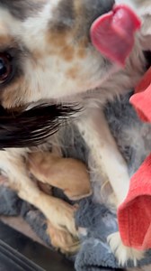 Betty is giving birth! Scroll down our Facebook page to get caught up on her rescue story ⬇️ | Camp Cocker Rescue