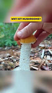 12K views · 34 reactions | Why Do People Hit Mushrooms Before Picking Them?  why do people hit mushrooms before picking them?  this strange but smart forest habit helps remove insects, check maturity, and spread spores for future growth. nature has its own rules, and this one might surprise you. #shorts #mushrooms #mushroompicking #foraging #naturefacts forestlife naturelovers interestingfacts oddlysatisfying wildlife | HiddenLogic | Facebook