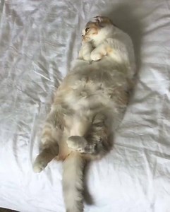 12K views · 2.8K reactions | Hello_Luna_Rose on Reels | Facebook