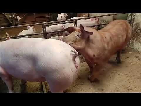 pigs mating lastest in mating
