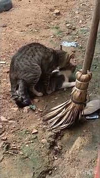 Acasalamento de gatos