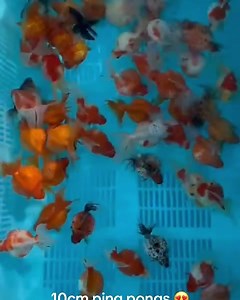 Arriving soon huge ping pongs! Drop us a message and reserve your pong today 🥰 | The Great Amazon