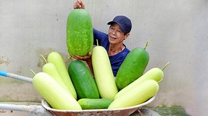 4.2K views · 84 reactions | Growing Squash at Home gives super-giant fruit, hand-tired harvesting | 5T1 | Facebook
