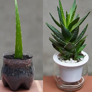 How To Grow Aloe Vera Plant With Effective Treatment At Home | Aubree Vaughan