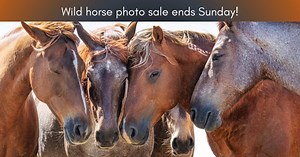 2K views · 61 reactions | ❗️Don’t miss Norma Fries' online and...