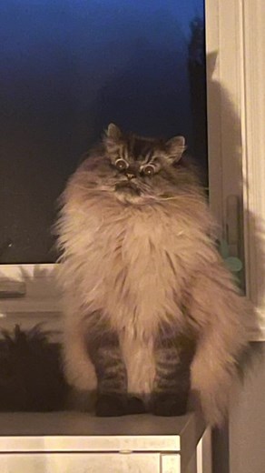 Merlin Ragdoll on TikTok