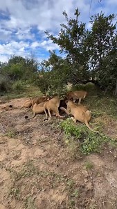 7.1K reactions · 56 shares | Nature isn’t fair — it’s strategic. Male lions often drive the pride off a kill to assert dominance and protect their rule. Power comes first in the wild. #tanzaniainsideandsafari #tanzanialuxurysafari #lion | Tanzania Inside and Safari | Facebook