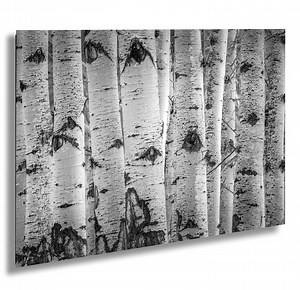 Aspen Trees Winter Photo: Rocky Mountain National Park Print, Black and White Photography - Etsy