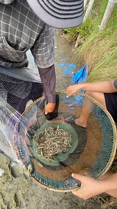 jala udang super cepat, hasilnya bikin ngiler! 😱#jalaudang #jalaiditambak | Allday pedia