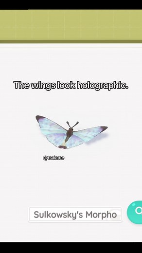 Explore the Stunning Sulkowsky Morpho Butterfly