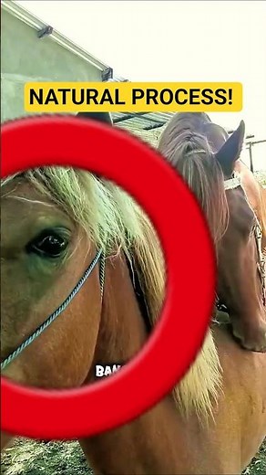 Natural Breeding Process in Horses 🐎 #horse #farm #documentary #shorts