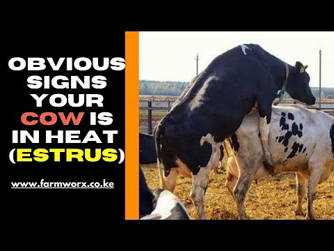 The common 8 signs of a cow in heat (estrus) and ready to be served
