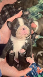 Just another day in paradise 🥹#bostonterrierpuppies #bostonterrier #puppies | Last Frontier Family Pets Boston Terrier puppies