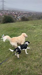 The Pet Butler on Reels | Facebook