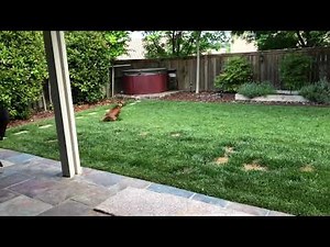Boxer zoomies