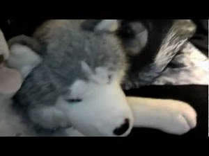 RARE LPS and HUGE Douglas plush husky package!