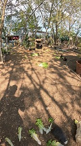 En mode détective 🕵️‍♂️, je pars sur les traces du cochon d'inde perdu ! 🐹🔍 Qui sait quelles aventures folles attendent au bout de ce mystère ? Suivez-moi, la chasse est ouverte ! #ChasseAuChonchon #AventureEnCours #DétectiveDuRongeur | Sanctuaire La ferme de doudou