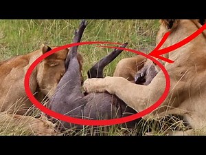 Lionesses Attack and Eat a Warthog Alive