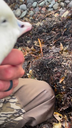 Have you checked out all the videos from our trip to Cold Bay, Alaska? You can find them all on our YouTube Channel! Amazing week hunting Brant, Harlequin, Pacific Eiders and Emperor Geese with Four Flyways Outfitters | Heartland Waterfowl