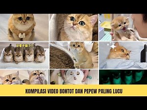 Kompilasi 13 Video Terlucu Dan Bikin Ngakak Bontot Dan Pepew Yang Wajib Kalian Tonton!!