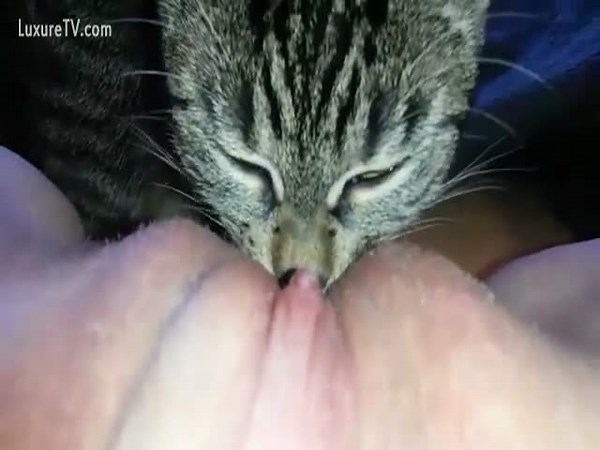 cat licking owner's pussy