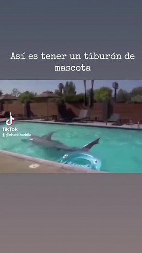 Tener un Tiburón como Mascota: La Experiencia de Victor