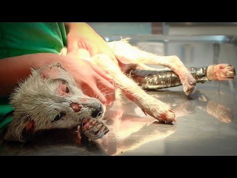 Él es “El Chapo”, el perrito más inteligente del mundo