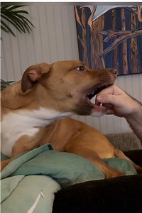 Dog Enjoying Playtime with Dad | Funny Dog Moments