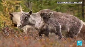 Endangered caribou, emblem of biodiversity crisis