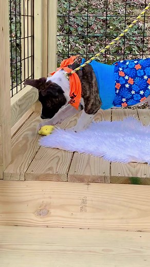 4.3K views · 112 reactions | Oaklynn is available Wednesday! Spayed, female four month old terrier corgi mix. | Sevier County Humane Society | Facebook