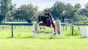 1.6K views · 24 reactions | All details  ANBEquine.com Bird Gone...