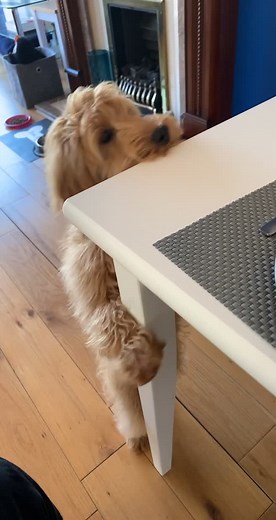 Cockapoo Puppy Wants Human Food
