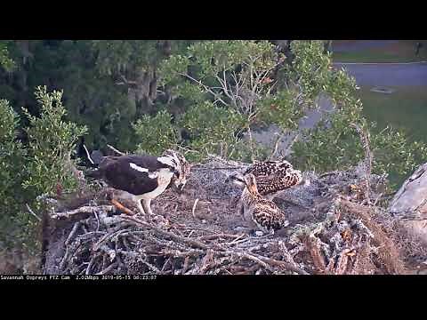 Clumsy Osprey Chicks Walk And Flap Around Nest After Fish Delivery – May 15, 2019