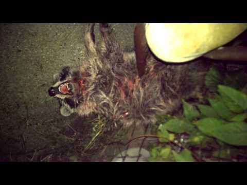 Pitbull fighting a raccoon