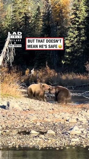 Incredibly Intense Bear Fight 🐻