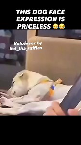 #fyp #foryoupage #foryou #funniestvideo #animalvoiceover @ital_tha_ruffian | Ital Tha Ruffian