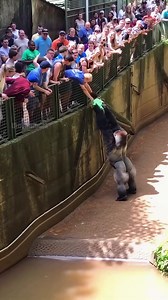 609K views · 3.6K reactions | Heart-pounding footage captured at a zoo shows the incredible moment a massive silverback gorilla comes to the aid of a small boy who fell into its enclosure. In an amazing display of empathy and intelligence, the gorilla carefully lifts the child up to the safety of the bridge and even waves goodbye to the relieved crowd. #gorilla #rescue #zoo #animalhero | Team Stories | Facebook