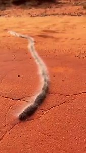 47K views · 2.5K reactions | Check out these incredibly coordinated, itchy grubs in the Australian Outback. A fascinating example of survival in numbers. Linked by a trail of pheromones, they are protected by their itch-inducing, urticating hairs! Great footage from: @aeroture_aus! | Jeff Corwin | Facebook