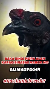 29 reactions · 12 shares | Ito ang dapat mong malaman kapag binabae manok mo #tips #kontrapelo #binabae #Hennie #henny #mechanicbreeder #reels #manokreels #sabongero #trend #everyone #viralreels #trending #virals #everyone #followers #highlights #trending #manok | Cui Rhon | Facebook