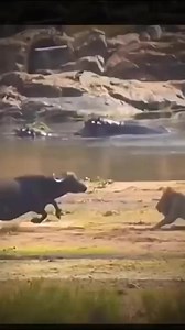 4.6K views · 63 reactions | When a lion targets a buffalo calf, it's...