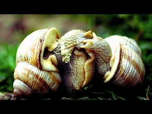 The Fascinating World of Snail Mating: A Closer Look at Reproduction in Gastropods