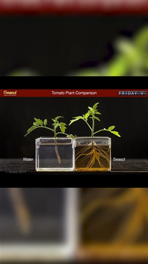 We know that Seasol promotes strong healthy root growth, but WOW, now you can see it in action! 🌱👀 | Seasol