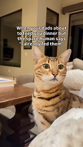 207K views · 7.6K reactions | Mort was staring through my soul at the end there!  #cats #catsofinstagram #catdad | Mickey & Mort | Facebook