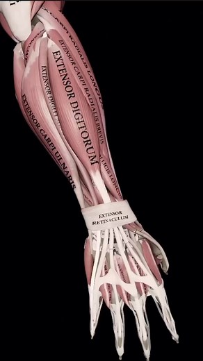 The forearm is divided into anterior and posterior compartments. The muscles of the anterior compartment, also known as the flexor-pronator muscles, are divided into two parts: Superficial part: Pronator teres, flexor carpi radialis, flexor carpi ulnaris, palmaris longus and flexor digitorum superficialis muscles.Deep part: Flexor digitorum profundus, flexor pollicis longus and pronator quadratus muscles. These muscles act on different joints of the upper limb, enabling movements of the forearm,
