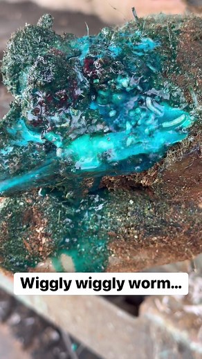 Wiggle wiggly worm! | Steve Wunderlich Hoof Care