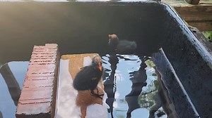 Two Common Gallinule chicks exercising to gain strength in our clinic. | Key West Wildlife Center