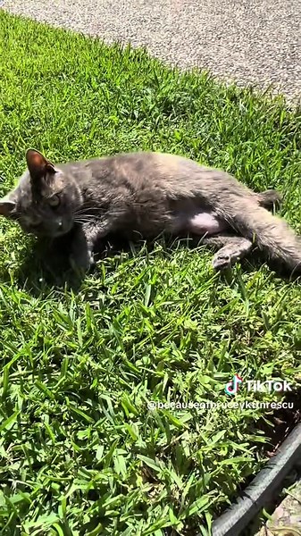 Mommas Leia’s Journey with Because Of Brucey & Dr. Maggie HELP US SAVE MAMA LEIA & HER BABY A life-saving collaboration between Because of Brucey & Dr. Maggie Placer She was barely standing. Pregnant, weak, and unable to care for her babies — but still kneading biscuits, still purring, still fighting to live. Mama Leia was found by a compassionate cat lover who knew something wasn’t right. She reached out, and Dr. Maggie Placer of Placer Veterinary Care immediately stepped in. When it became cle