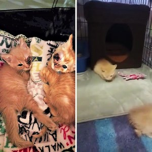 In the quiet corners of rural Pennsylvania, Rambo and Rocky found themselves trapped in a world of suffering and despair. At just four weeks old, these tiny kittens had their eyes ruptured by severe infections, their frail bodies malnourished, and their delicate fur infested with fleas and parasites. Born into the unforgiving life of strays, they faced unimaginable hardships. The lack of spaying and neutering only perpetuates this cycle of suffering. Their survival hung by a thread. It was a cal