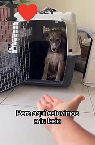 HISTORIA DE UN 🐩 🐕#perros | Free Fire global